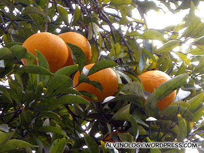 Oranges spotted in someones house