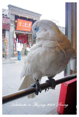 煙袋斜街某店養的鸚鵡