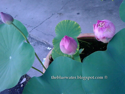 Crown Lotus