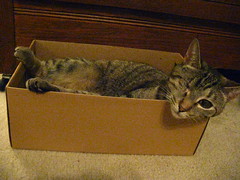 Maggie in the shoebox (2)