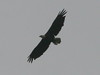 Bald Eagle 4-20090609