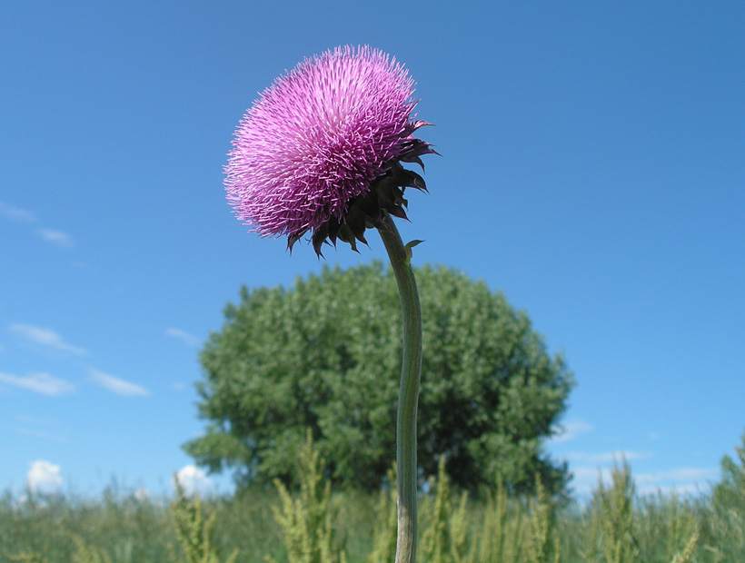 Tree with Thistle