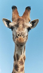 300px-Giraffe-closeup-head