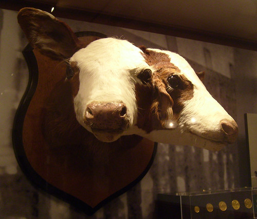 Two-headed Cow 1