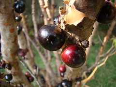 Jabuticaba (Myrciaria cauliflora) fruits,  Bra...