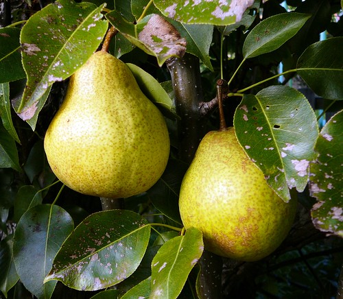 12 of 12: Lots of Pears In the Garden