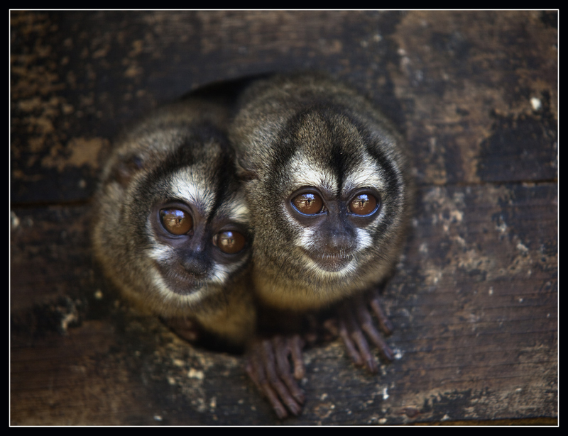 Панамские ночные обезьянки.