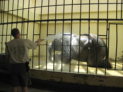 Elephant getting a bath