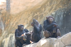 Chimps having their snack and people watching