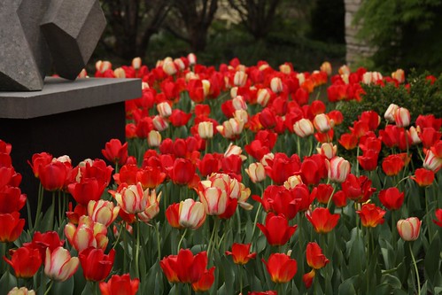 tulips, beautiful tulips