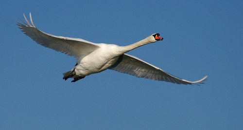 Swan Flight 2 by grahambrown1965