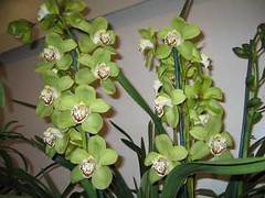 Standard Cymbidium Orchid