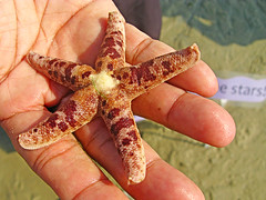 Rock starfish
