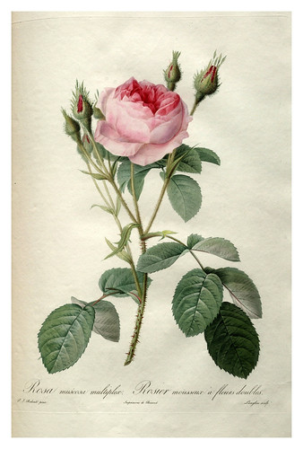003-Les roses 1817-1824- Pierre-Joseph Redouté