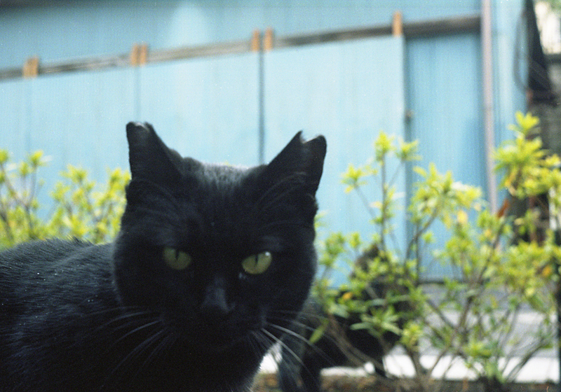 黒猫アップ