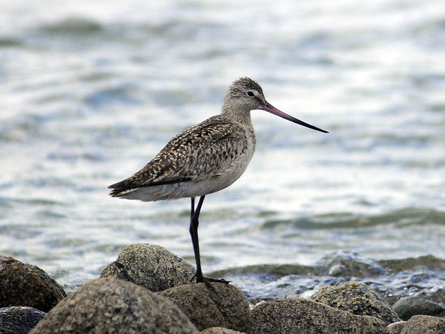 marbled_godwit_plymouth