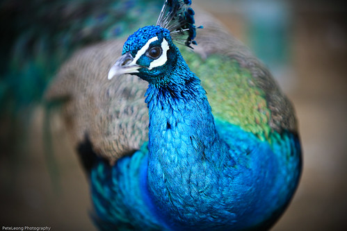 Peacock blue