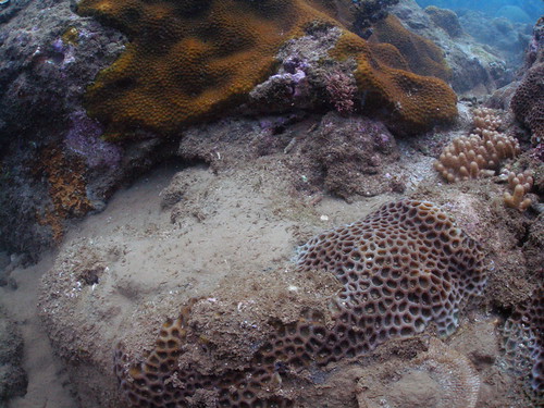 大量的泥沙覆蓋，造成珊瑚的部份死亡；圖片提供：中研院生物多樣性研究中心珊瑚礁演化生態與遺傳研究室