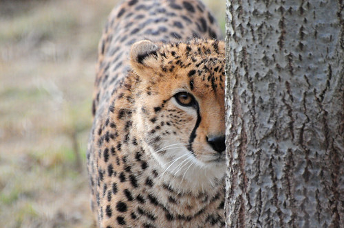 Cheetah (Acinonyx jubatus) Peering Around a Tree Trunk
