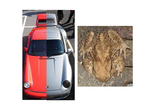 Porsche & Frog