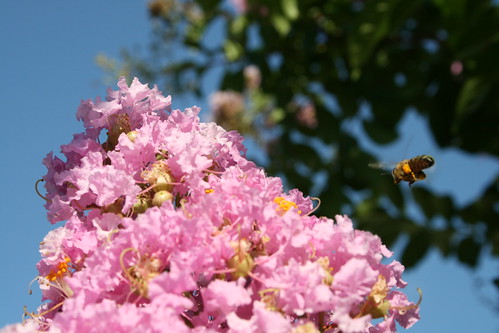 Bees in the Crepe Myrtle Tree