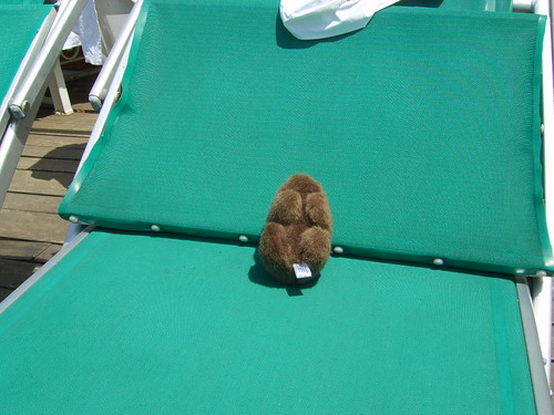 The Wombat sunbathing