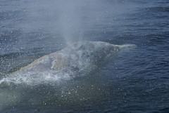 DSC06914 Sprayed by a grey whale