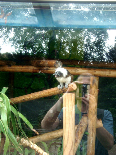 autoportret cu lemur