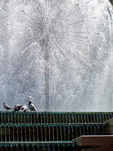 fountain pigeons