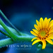Mini Sunflower by Pisces Romance