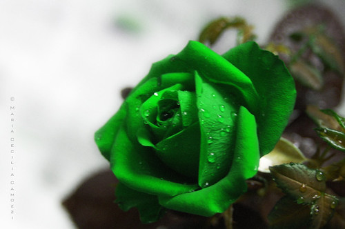 Green rose by Maria Cecilia Camozzi.