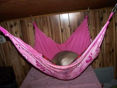Pua in her hammock