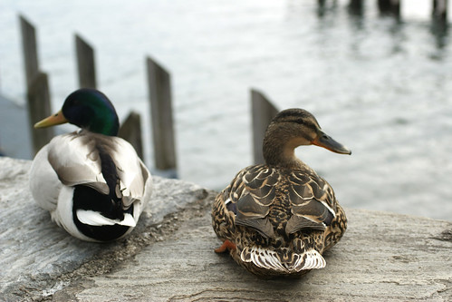 relaxing ducks