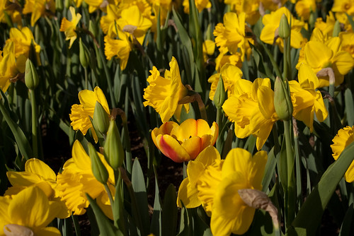 South Boston Daffodils