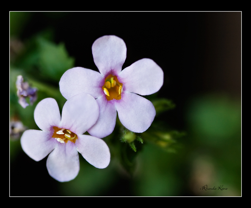 small-flower