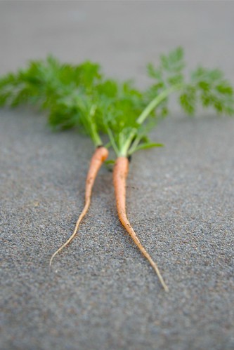 Baby Carrots - 335/365