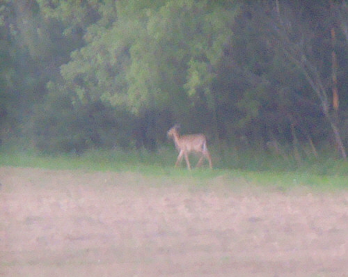 521 Deer