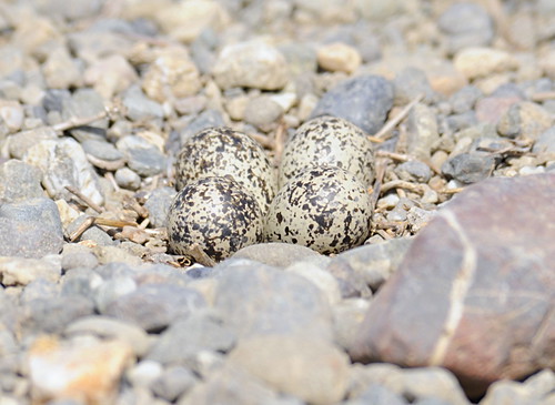 Killdeer Nest