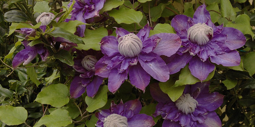 Clematis "Vyvyan Pennell"