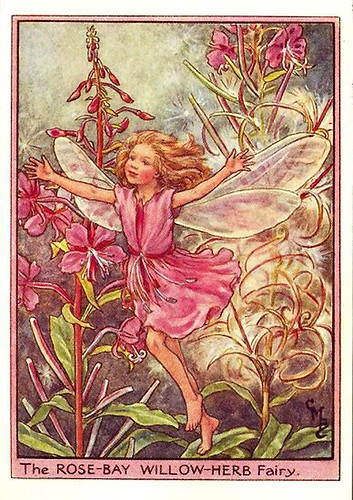 016-rose-bay_willow-herb_flower_fairy