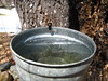 the beginings of maple syrup!