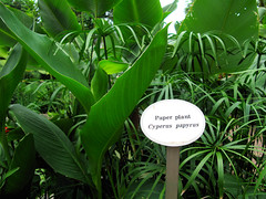 Paper Plant - Cyperus Papyrus