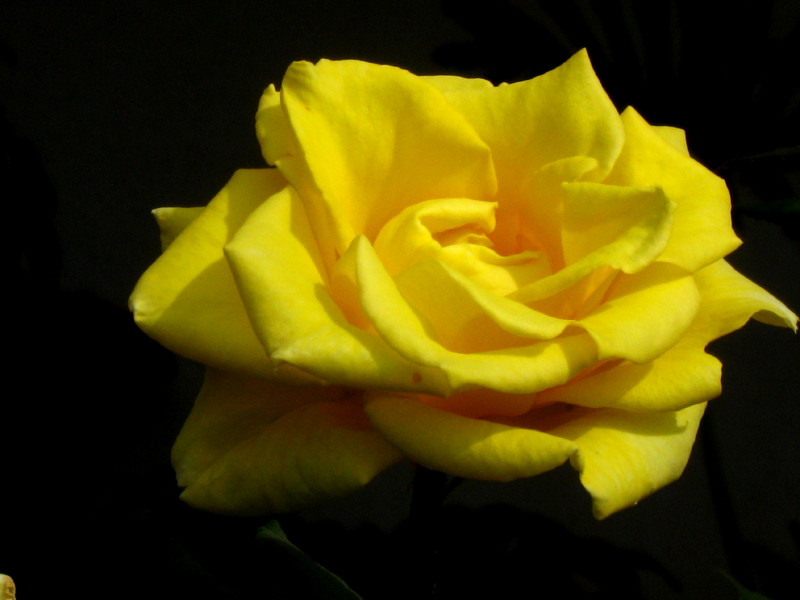 25-4-2009-yellow-rose
