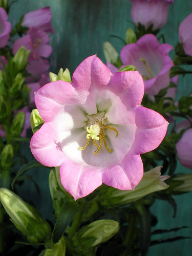 Pink Bellflower (2)