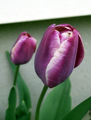 Tulips_5709