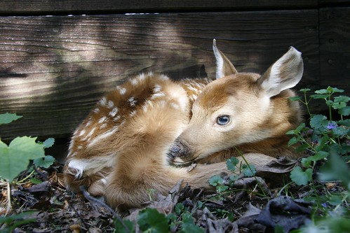 Baby Deer Fawn