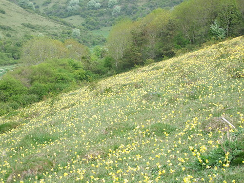 Cowslips (2)