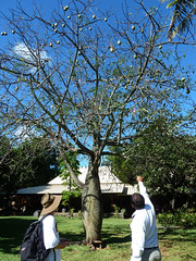 st aubin - 07 - cotton tree
