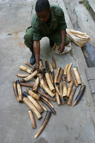 Ivory confiscated today in the Okapi Reserve