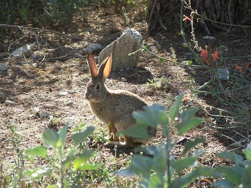 wild desert rabbit